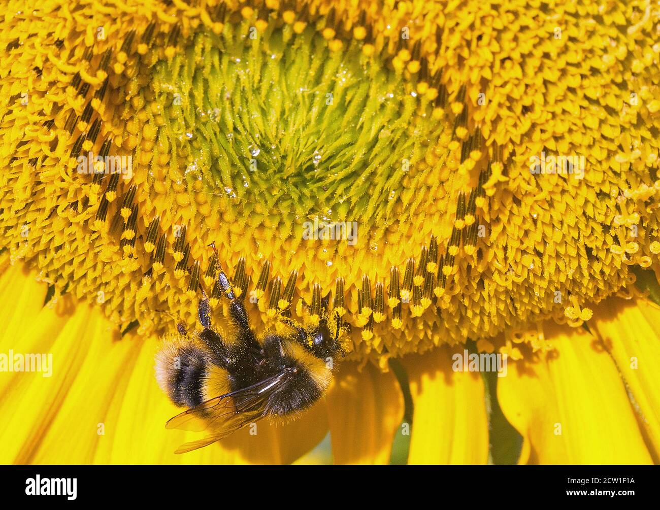 Bumble Bee se nourrissant sur un tournesol jaune vif qui est en pleine fleur. L'abeille a des particules de pollen attachées à son corps. Banque D'Images