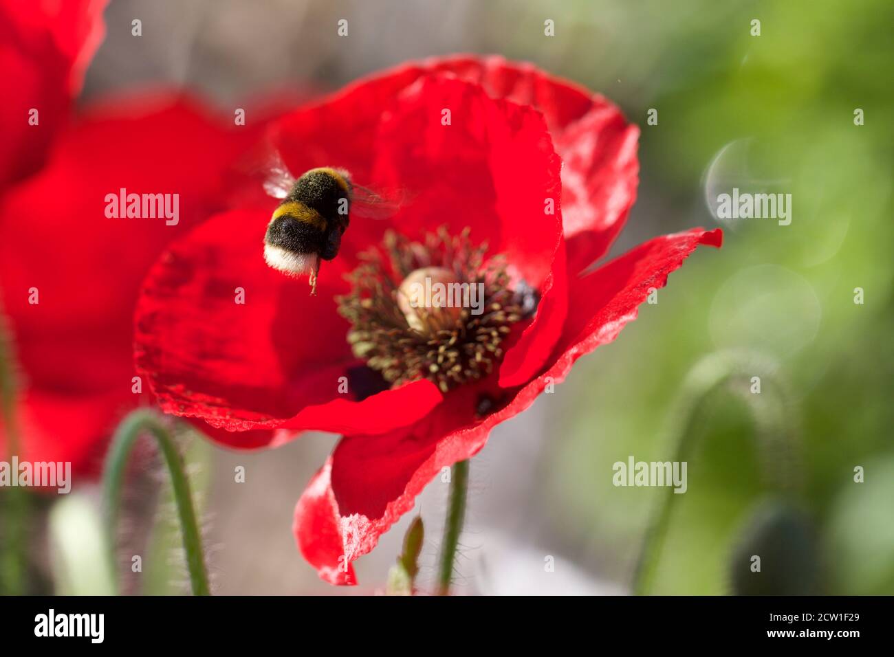 Bumble Bee en vol à côté de Poppy Head rouge vif fleur pleine Banque D'Images