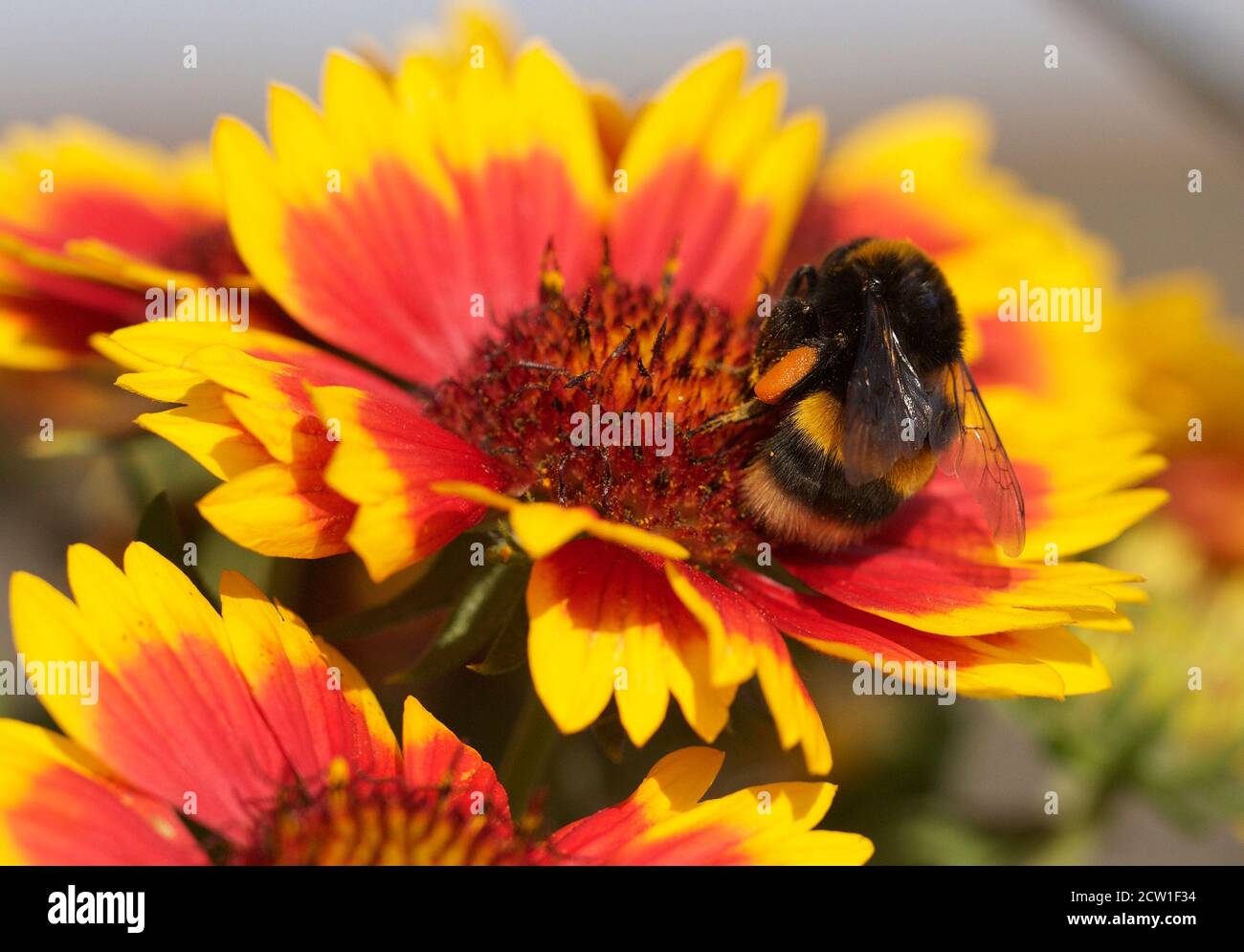 Abeille avec le pollen sur sa jambe, collectant pmore ollen d'une fleur jaune et orange vibrante de Gallardia en pleine floraison Banque D'Images