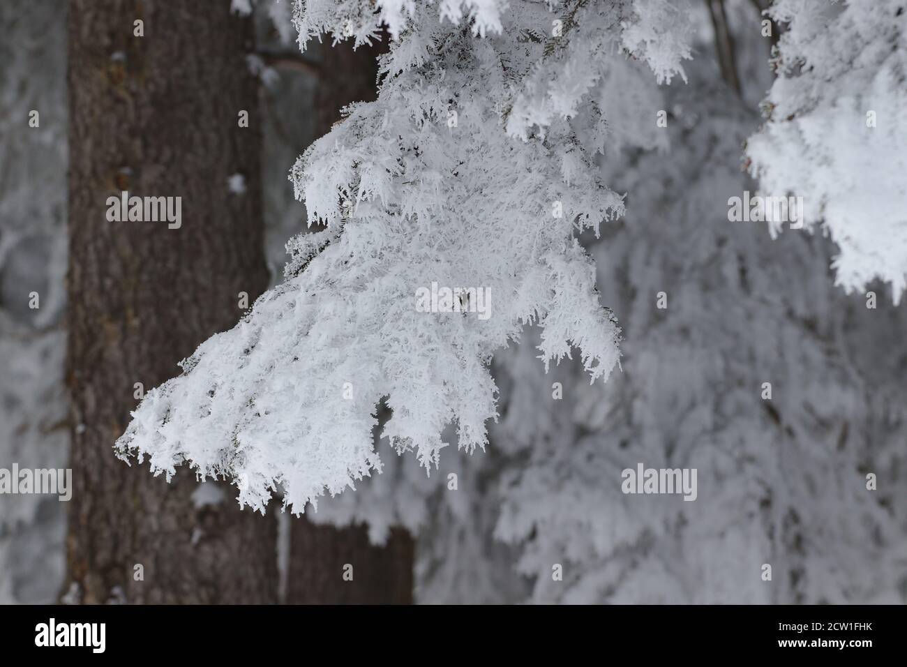 Branche d'arbre recouverte de neige créant une ambiance hivernale glacielle avec tige d'arbre en arrière-plan. Banque D'Images