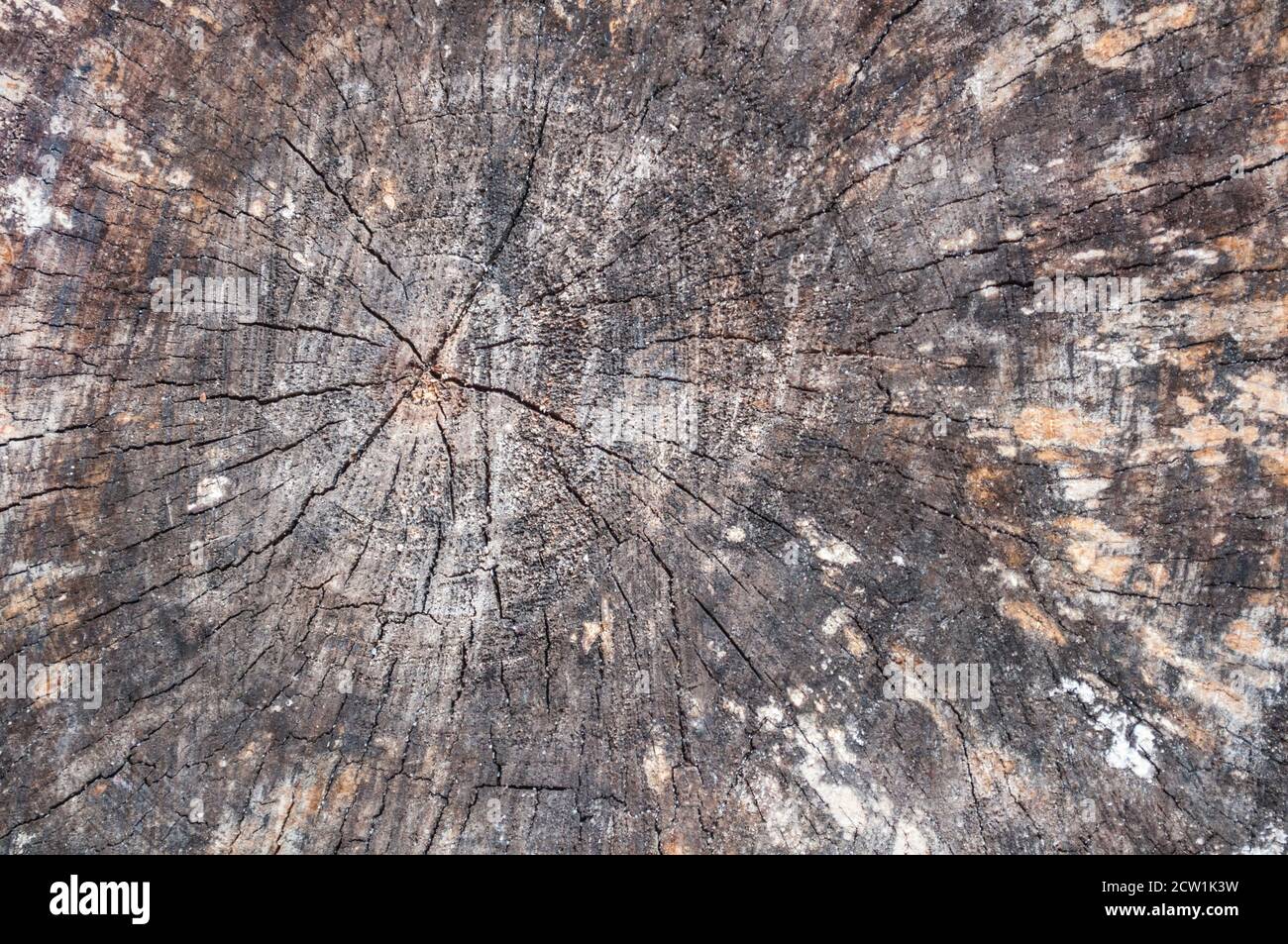 Vieux arbre pourri, coupé, bois de bouleau gâté, dans lequel vous pouvez voir les anneaux annuels, pour le fond Banque D'Images