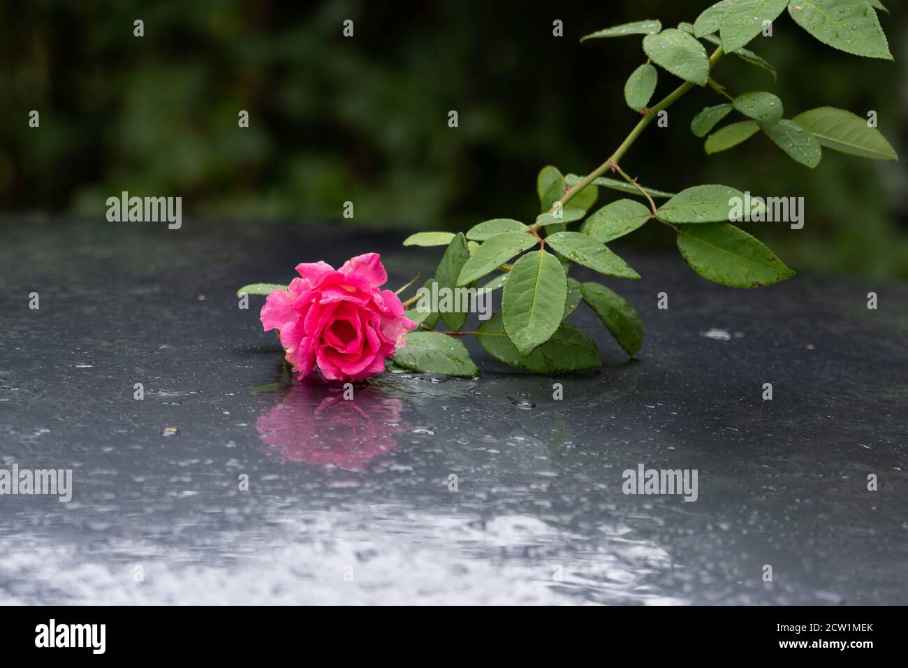 Rose sur voiture humide. Réflexions et gouttes d'eau sur le toit de la voiture grise le jour pluvieux de septembre. Banque D'Images