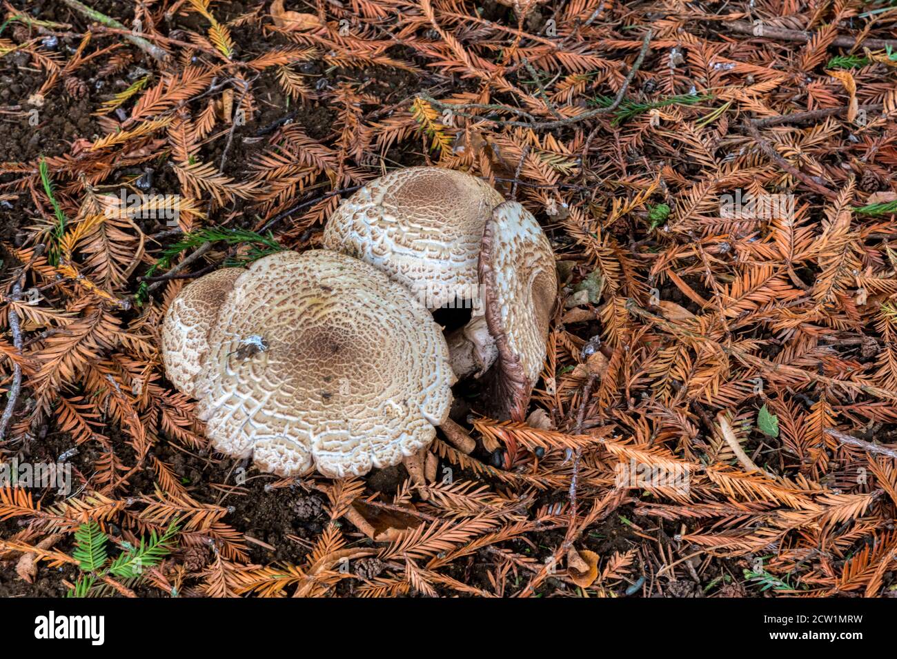 Champignon de bois rousseux, Agaricus silvaticus, qui pousse sous les conifères du Norfolk. Banque D'Images