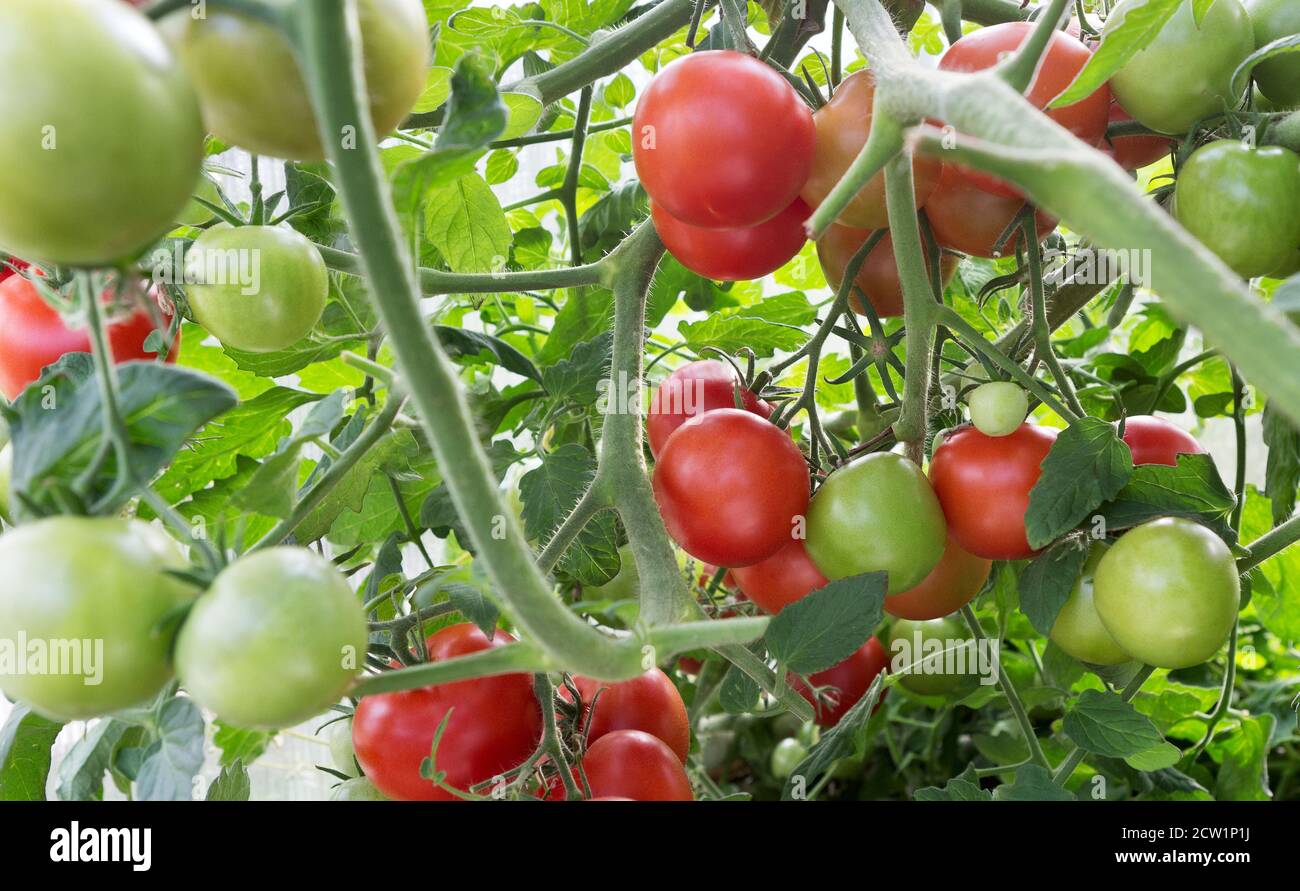 Tomates en serre. Tomates fraîches. Tomate biologique mûre dans le jardin. Banque D'Images