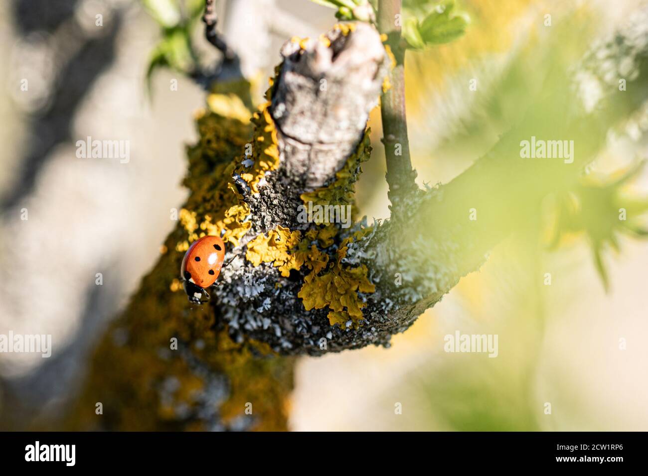coccinelle sur une branche avec lichen jaune au soleil Banque D'Images