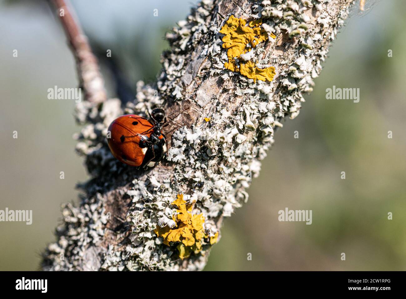 coccinelle et fourmis sur une branche avec lichen jaune Banque D'Images