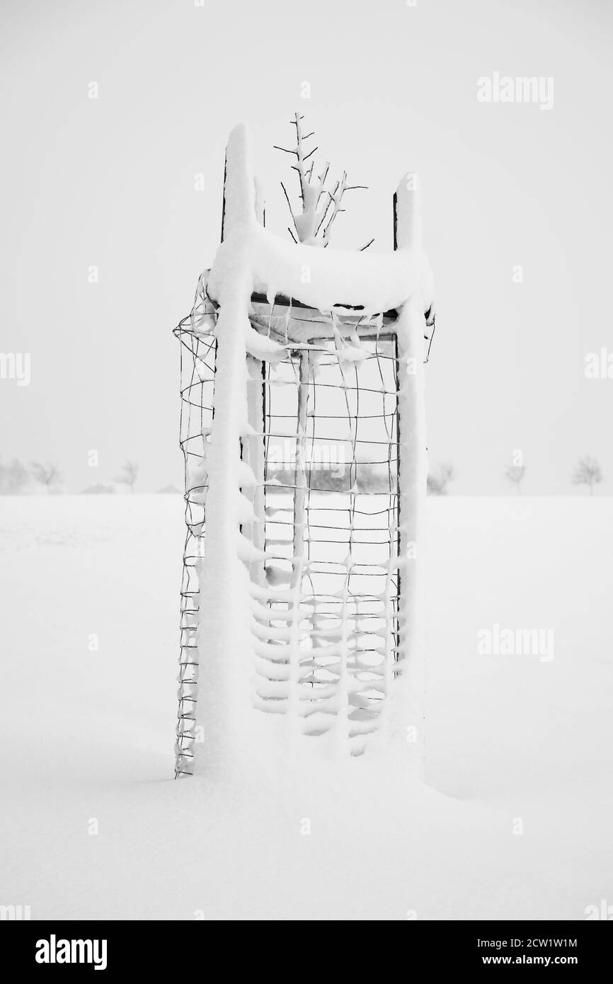 Un petit arbre avec une grille de protection est recouvert de neige et de glace dans une tempête de neige - lieu: Allemagne, Saxe, Dresde, district de Dölzschen Banque D'Images