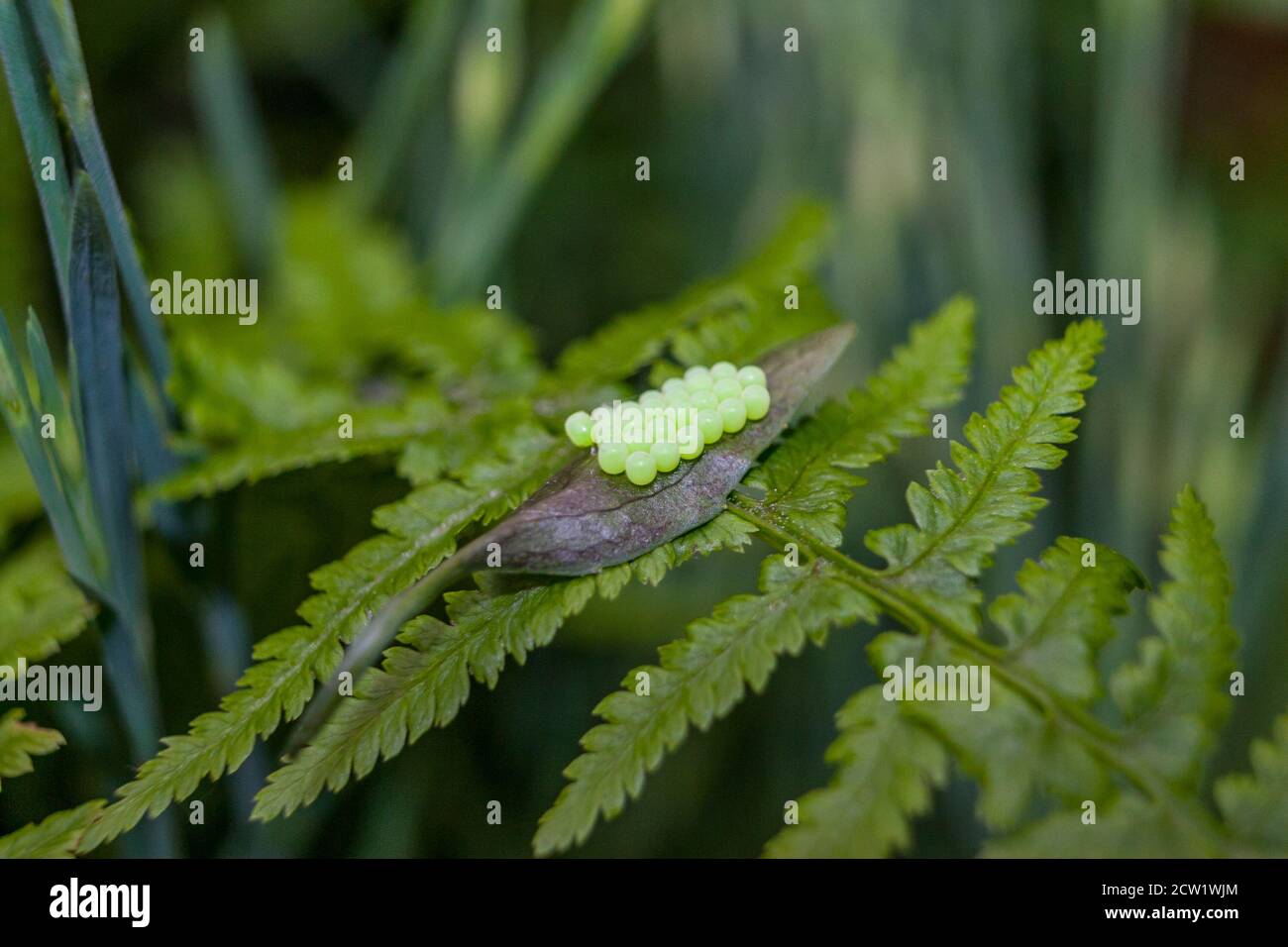 œufs d'insecte sur la feuille Banque D'Images
