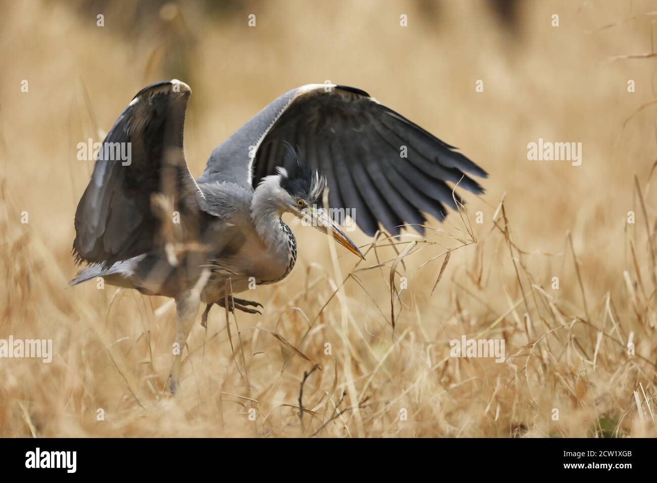 Héron gris - Ardea cinerea, grand héron gris commun des lacs et des rivières, république tchèque Banque D'Images