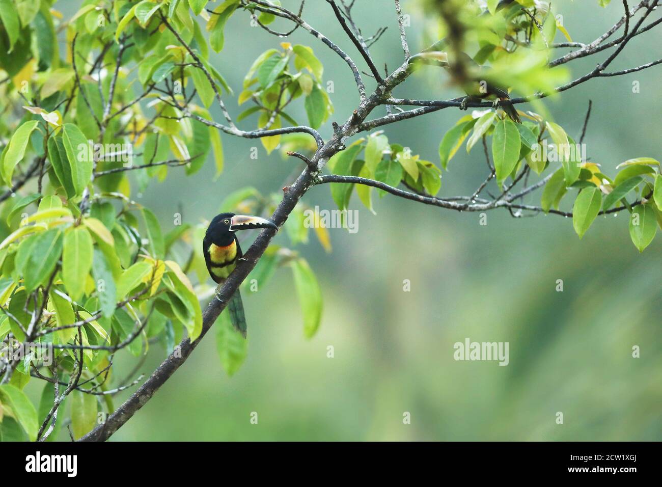 Aracari, Pteroglossus torquatus, oiseau avec grand bec. Toucan assis sur la belle branche de la forêt, Boca Tapada, Costa. Banque D'Images