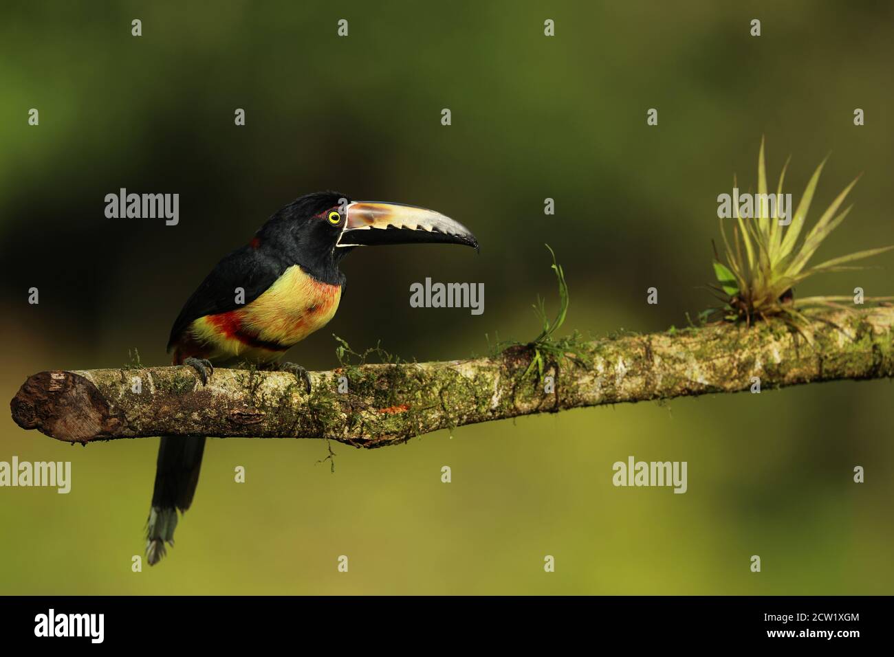 Aracari, Pteroglossus torquatus, oiseau avec grand bec. Toucan assis sur la belle branche de la forêt, Boca Tapada, Costa. Banque D'Images