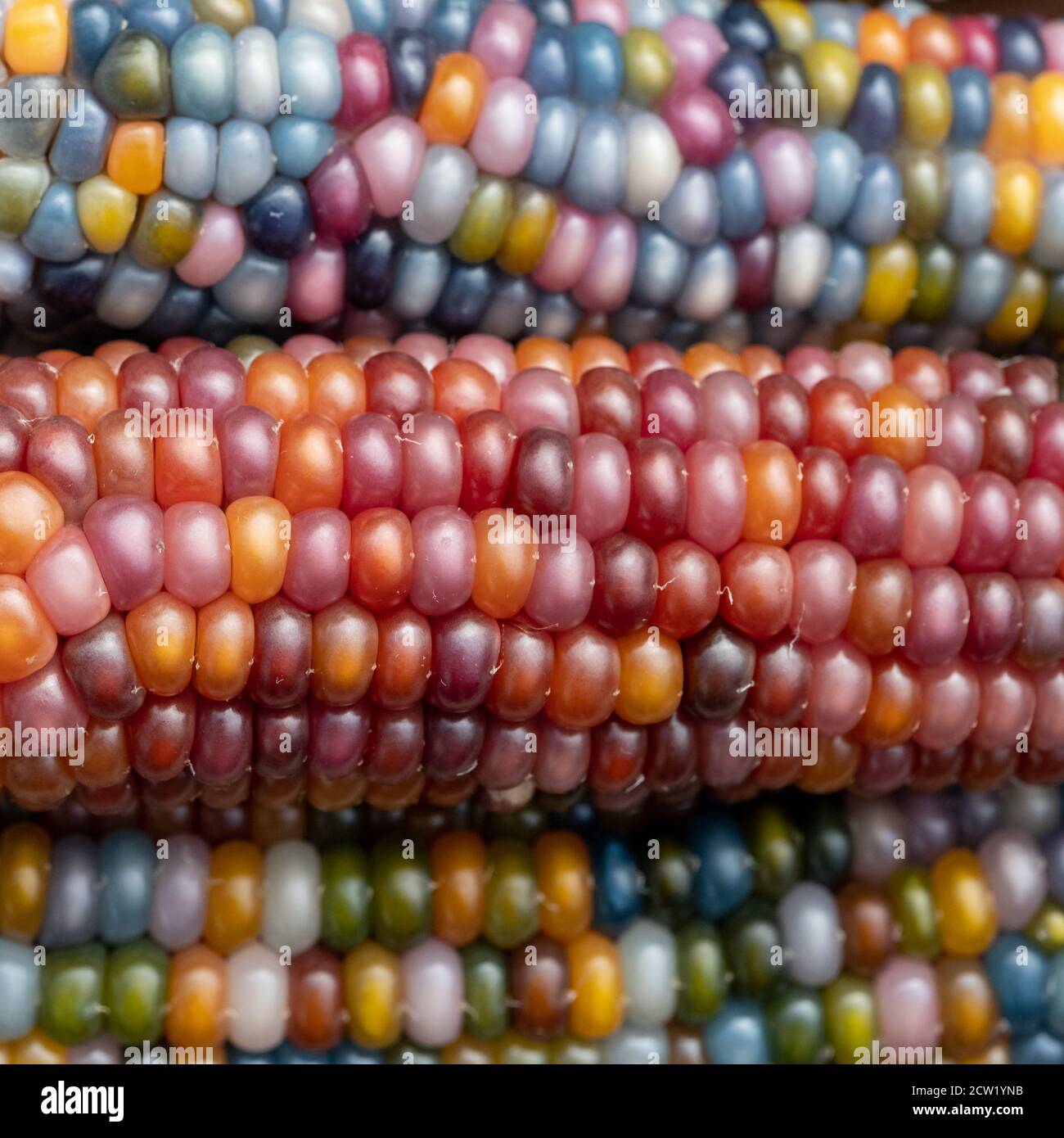 Zea Mays verre de maïs gemme sur l'épi avec des grains multicolores, cultivés sur une allotissement à Londres Royaume-Uni. Banque D'Images