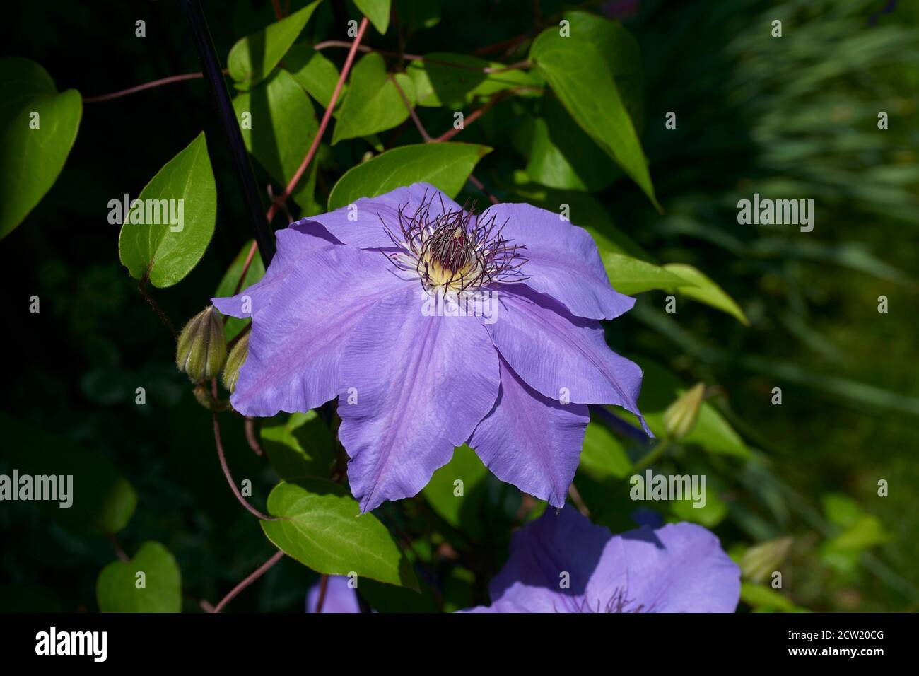 Fleur de clematis violet en fleurs en été. Banque D'Images