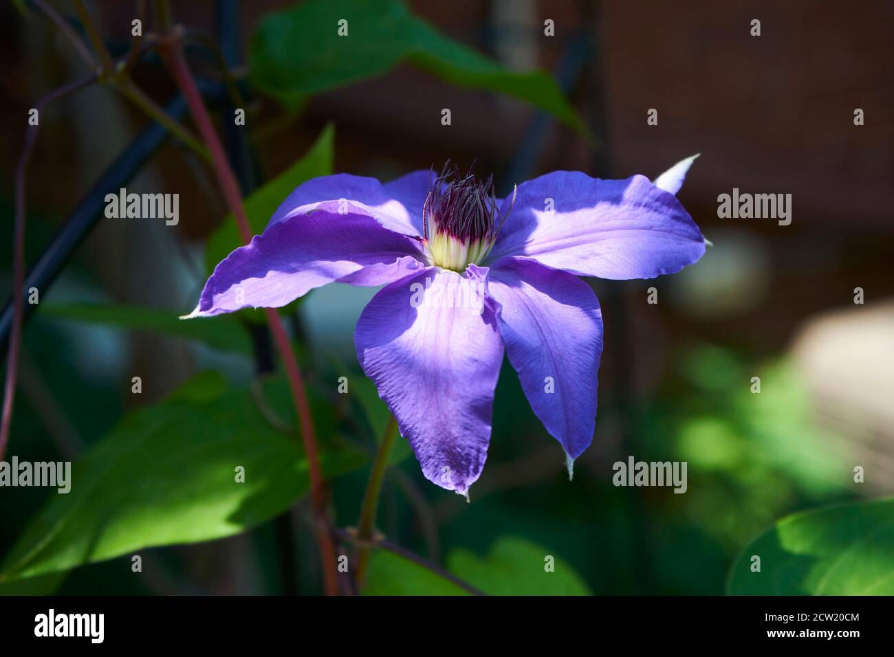 Fleur de clematis violet en fleurs en été. Banque D'Images