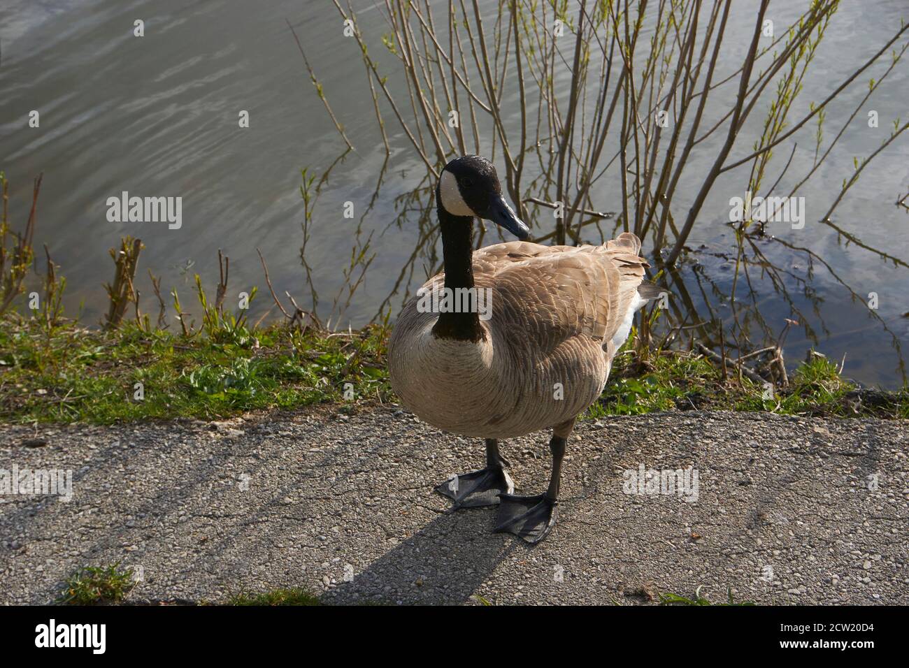 L'oie du Canada dans l'étang du parc au printemps. Banque D'Images