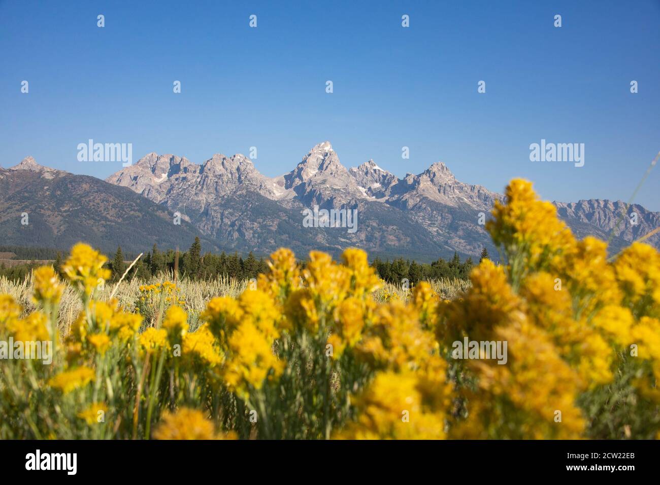 Vue classique des Grands Tetons, Schwabacher's Landing, parc national de Grand Teton, Wyoming, États-Unis Banque D'Images