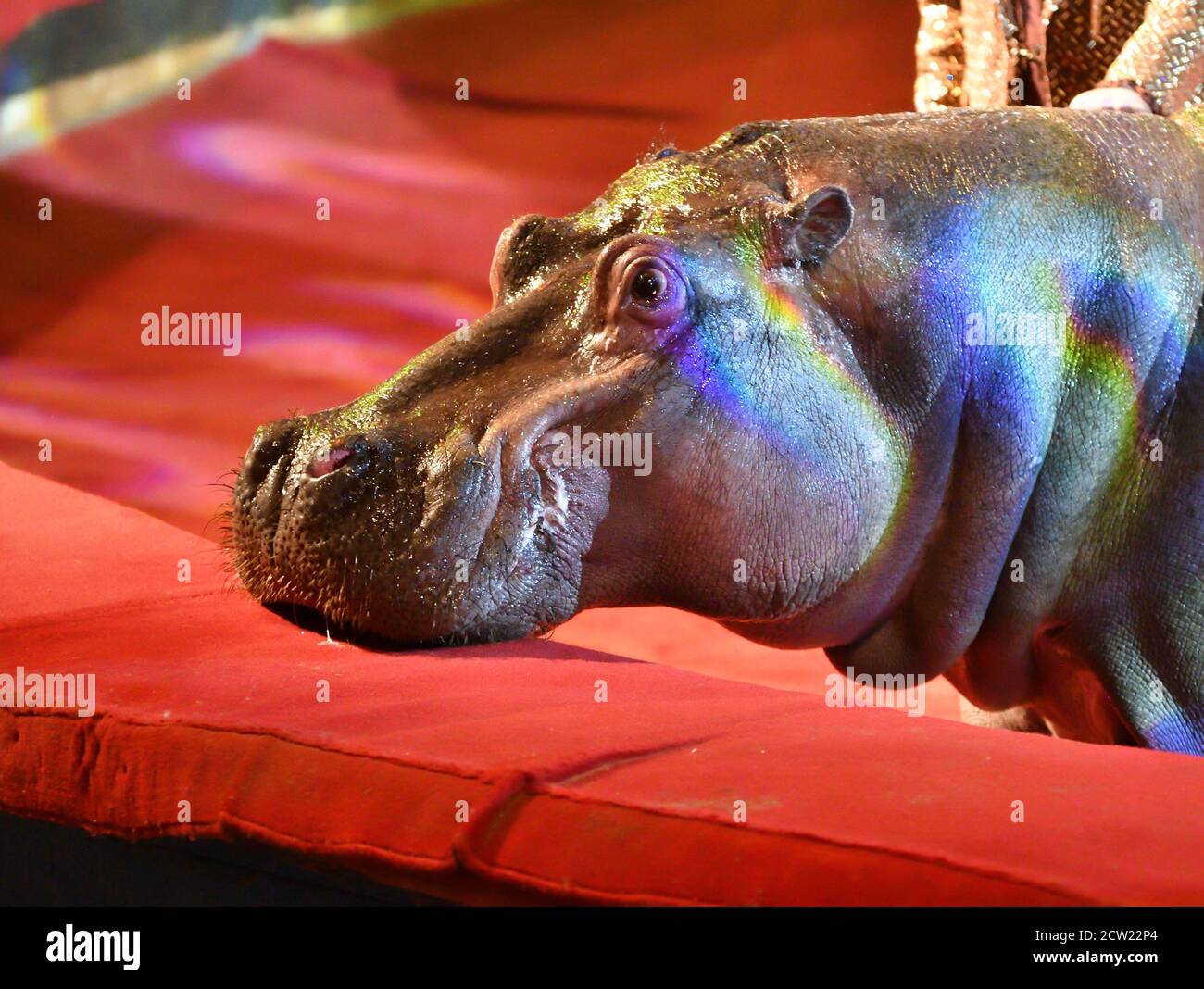 Orenbourg, Russie - 12 octobre 2019 : entraîneur et hippopotame dans l'arène du cirque Banque D'Images