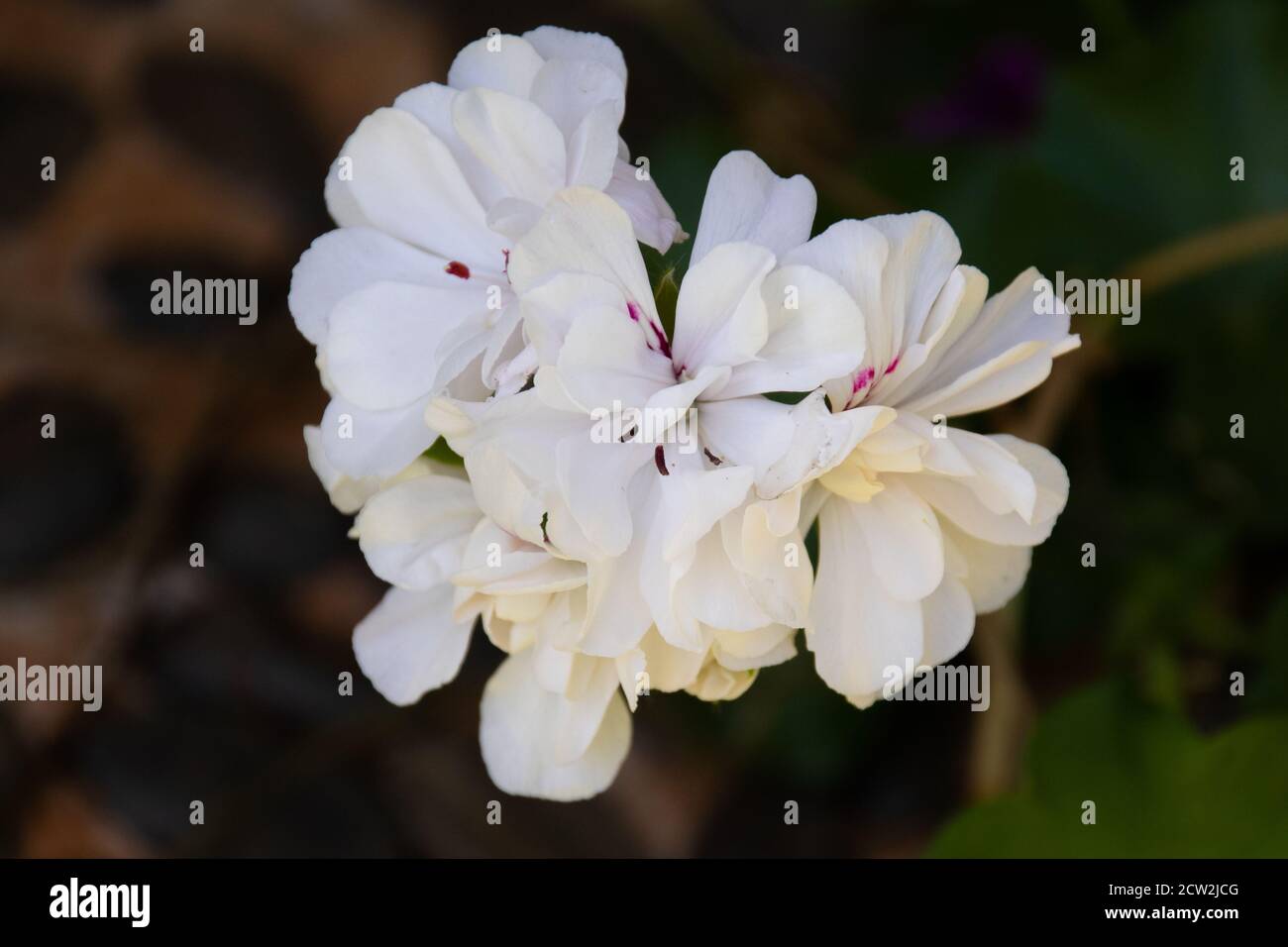 Plante - Ivy Geranium Banque D'Images