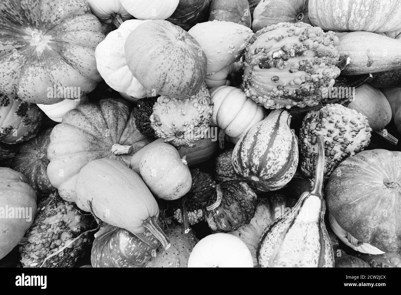 Photographie monochrome en noir et blanc d'un assortiment de citrouilles, de mellons et de goards empilés sur une remorque dans une ferme du Maryland, aux États-Unis Banque D'Images