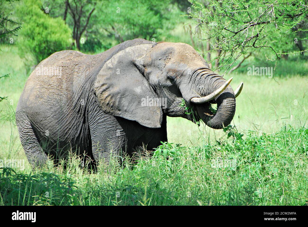 Un éléphant mangeant des feuilles dans le parc national de Tarangire en Tanzanie en 2016. Banque D'Images