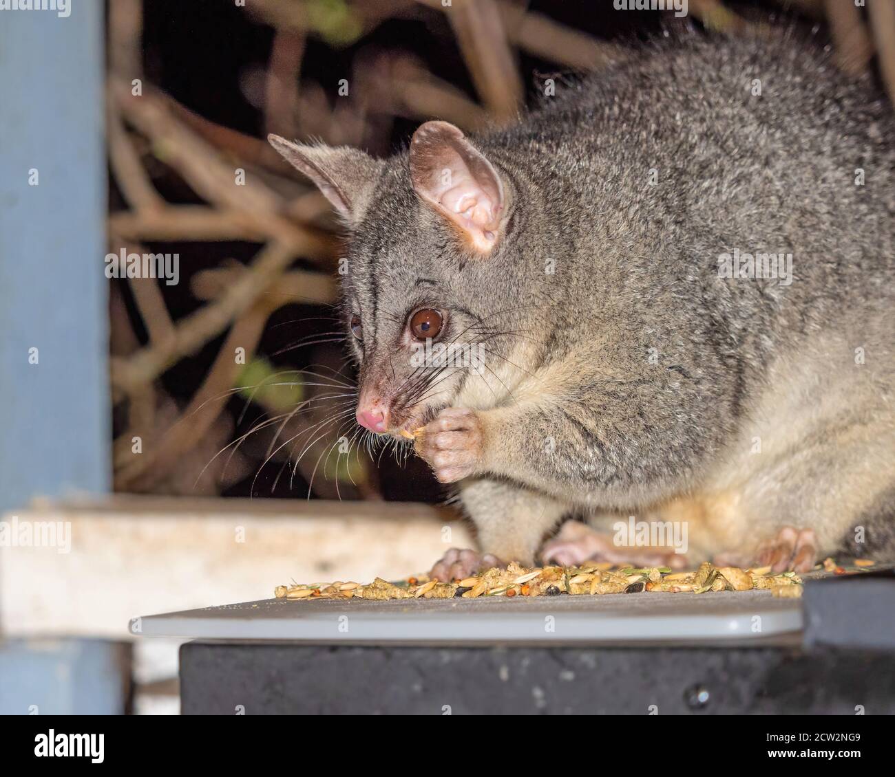 Une commune de la queue de Broushtail Possum se nourrissant dans le sud-ouest de l'Australie. Banque D'Images