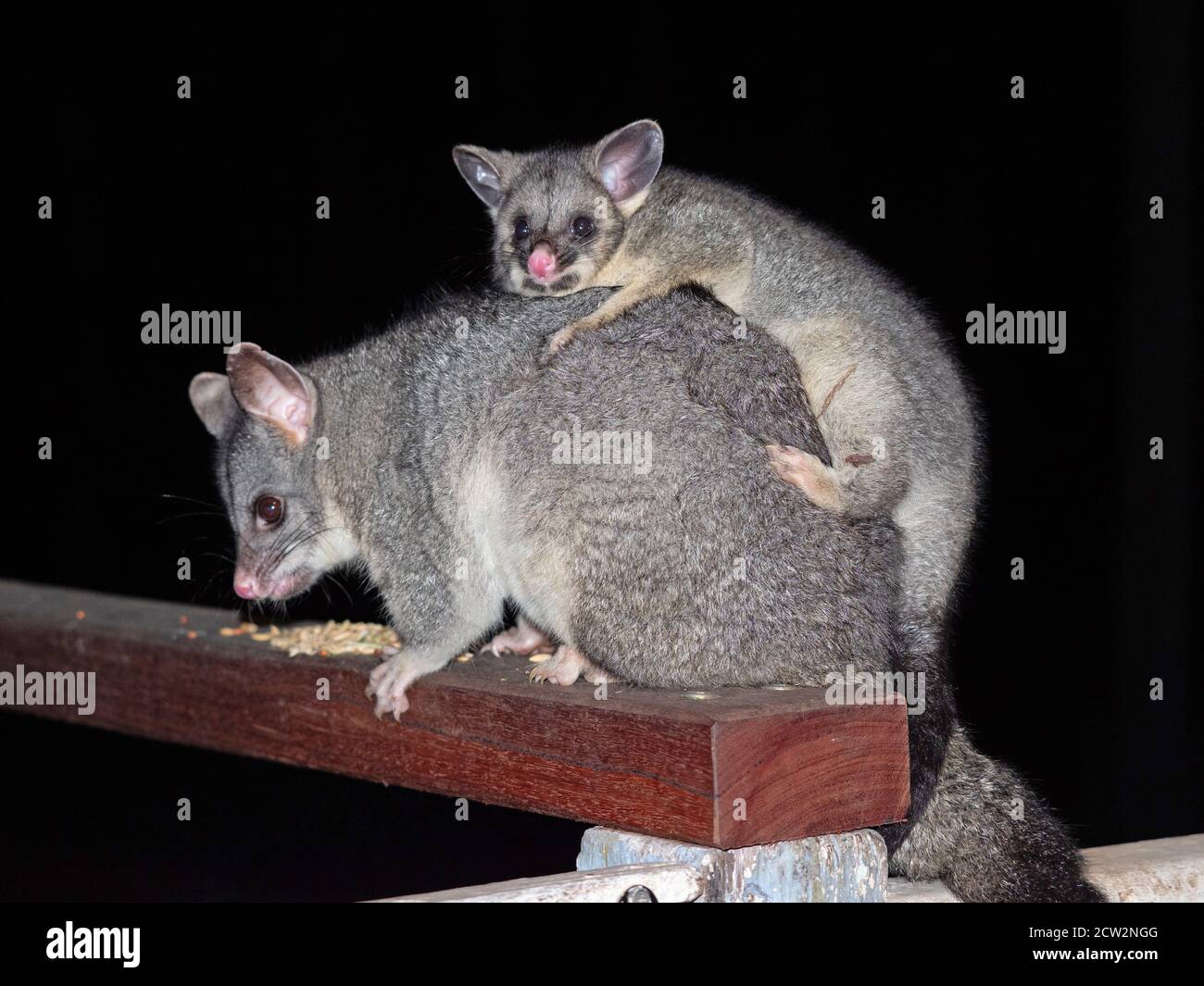 Un jeune Possum à queue de champignon commune sur le dos de sa mère. Banque D'Images