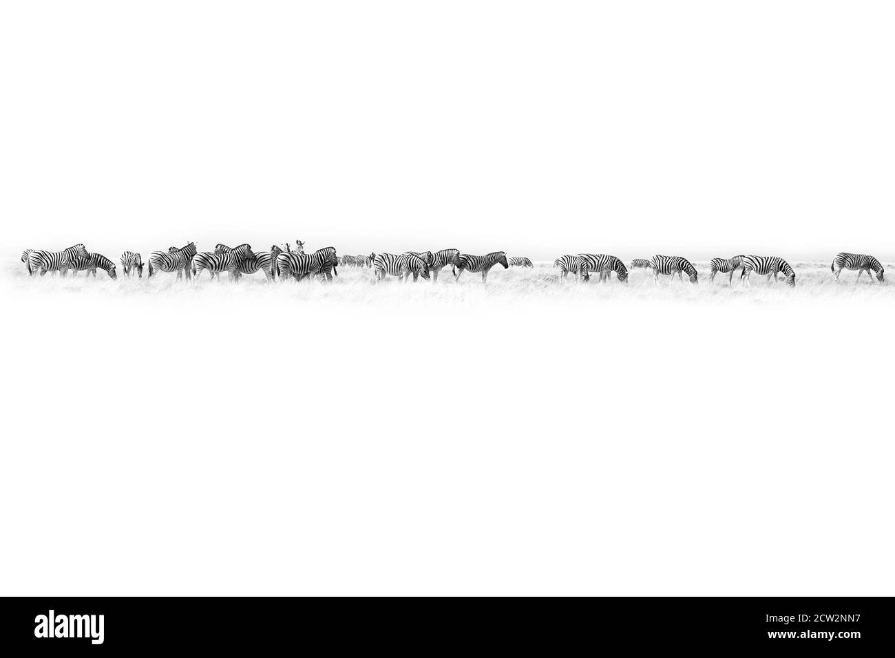 Zèbres harde sur fond blanc isolé, bordure d'art noir et blanc, motif animal rayé, paysage sauvage africain, papier peint monochrome Banque D'Images