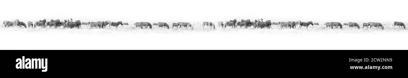 Zèbres troupeau fond blanc isolé, bordure d'art noir et blanc, motif animal rayé, paysage sauvage africain, papier peint monochrome, bannière Banque D'Images