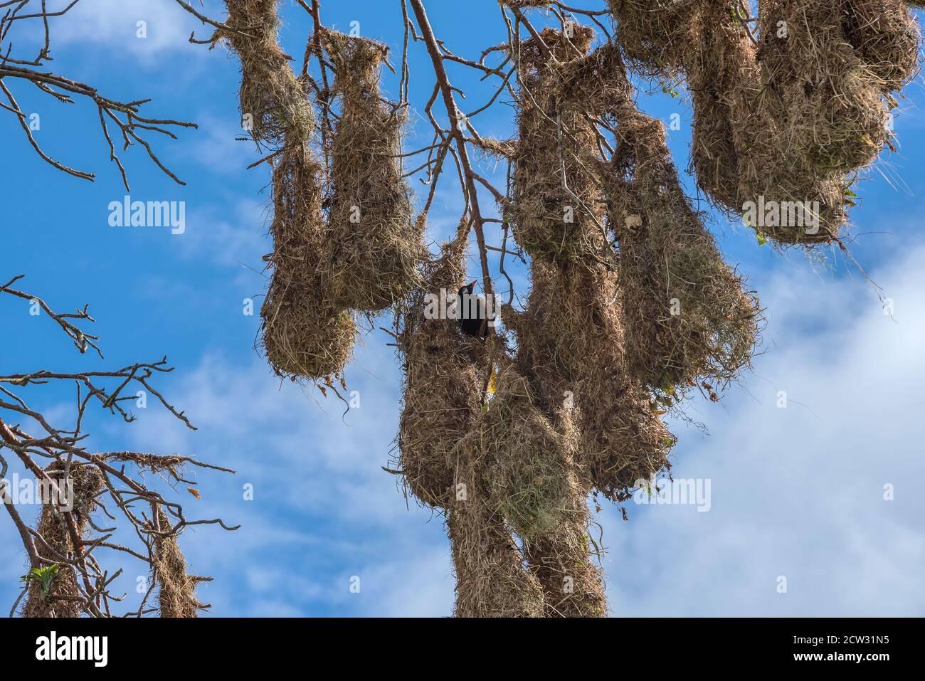 Oiseau de Montezuma oropendola (Psarocolius montezuma) avec nids au Costa Rica. Banque D'Images
