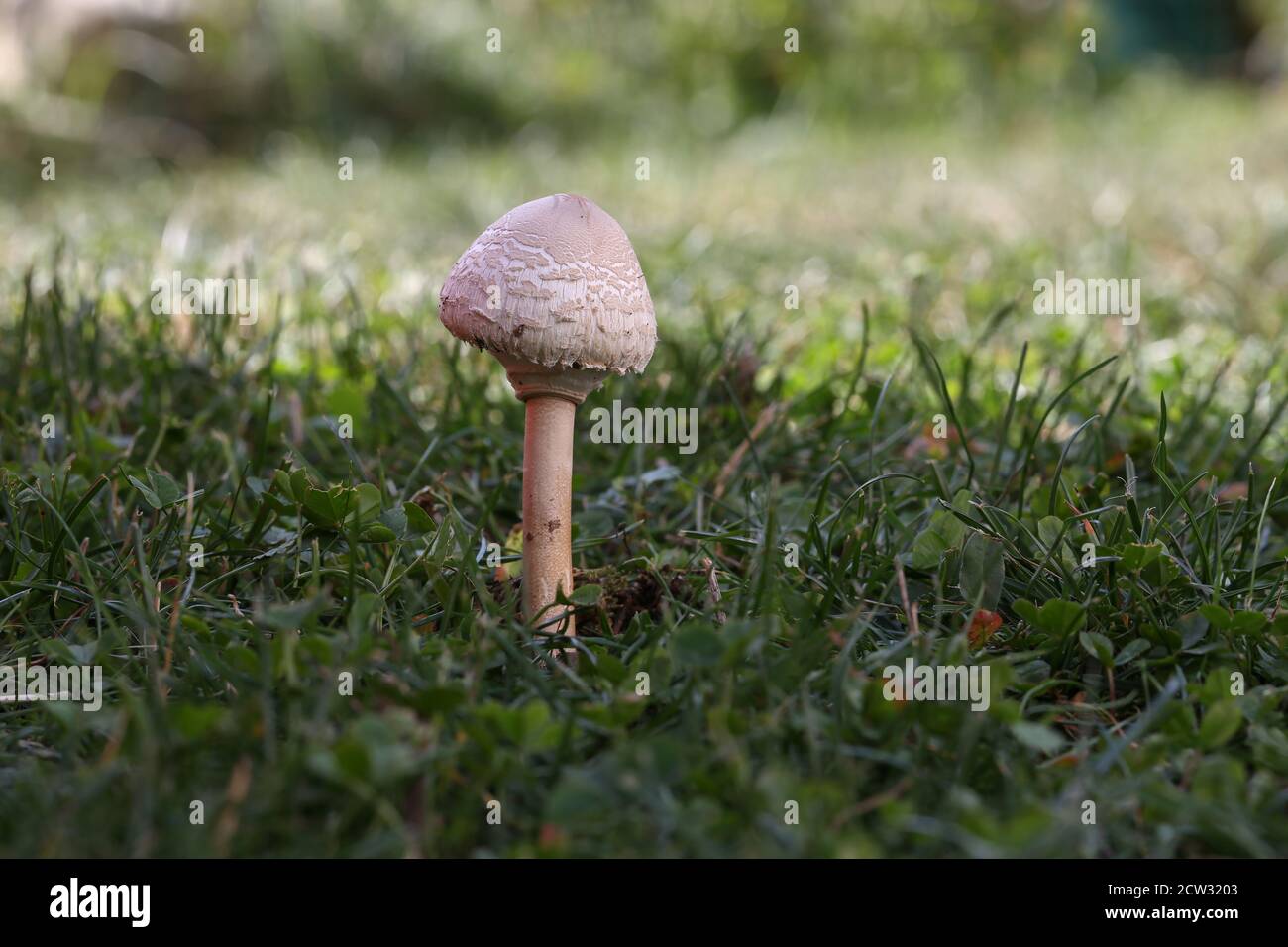 Le champignon du parasol pousse dans une prairie verte Banque D'Images