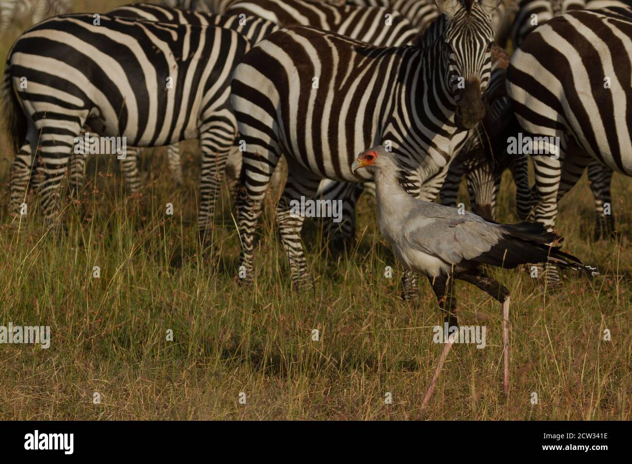 Safari dans les plaines d'Afrique de l'est Banque D'Images