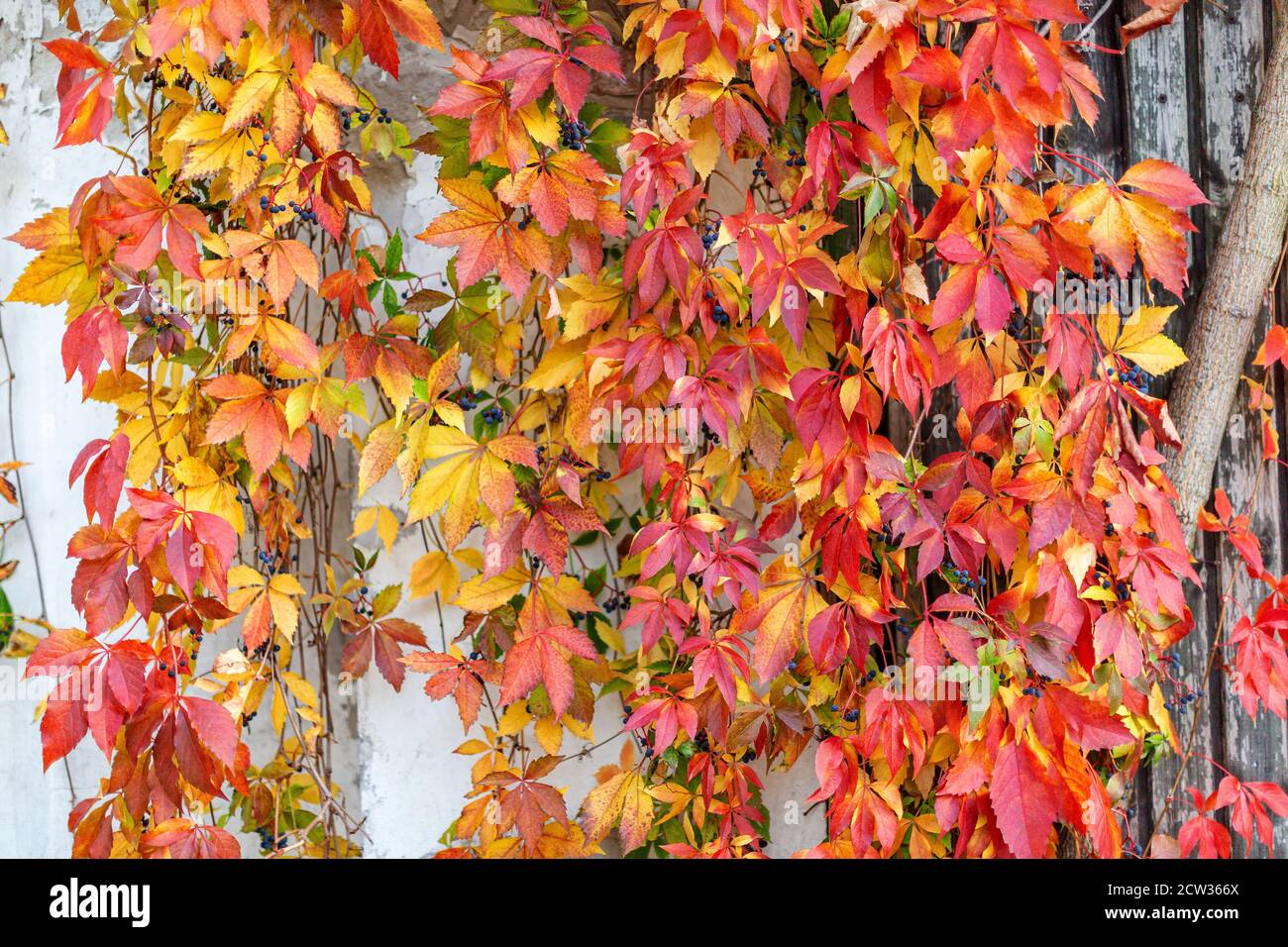 Des feuilles de raisin de jeune fille orange vif, jaune et rouge le long du mur d'une maison de village. Arrière-plan d'automne coloré Banque D'Images