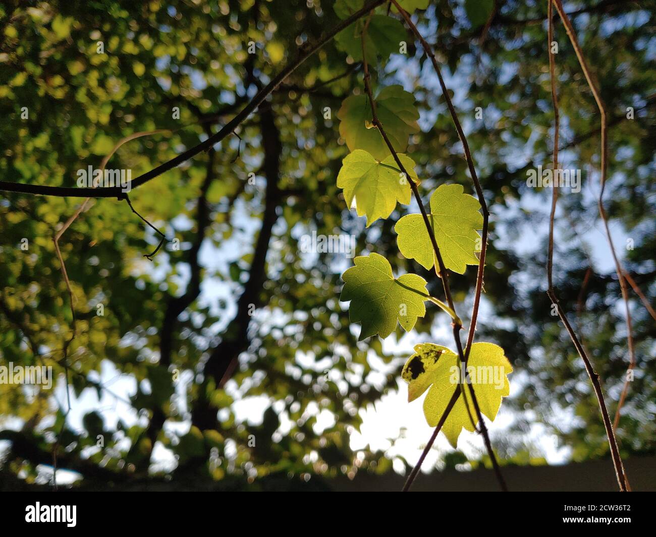 Petites jolies feuilles qui brillent au soleil du soir Banque D'Images