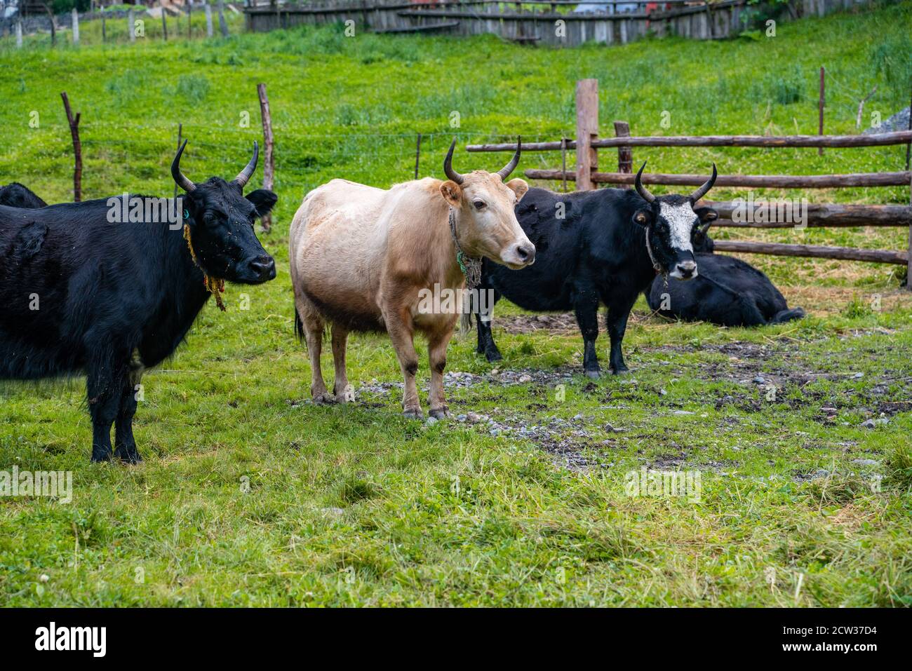 Yaks dans un ranch tibétain, dans le Sichuan, en Chine. Banque D'Images