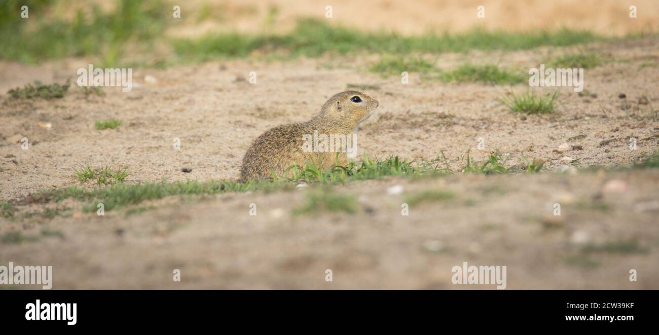 l'écureuil court et observe les environs dans le pré, la meilleure photo Banque D'Images