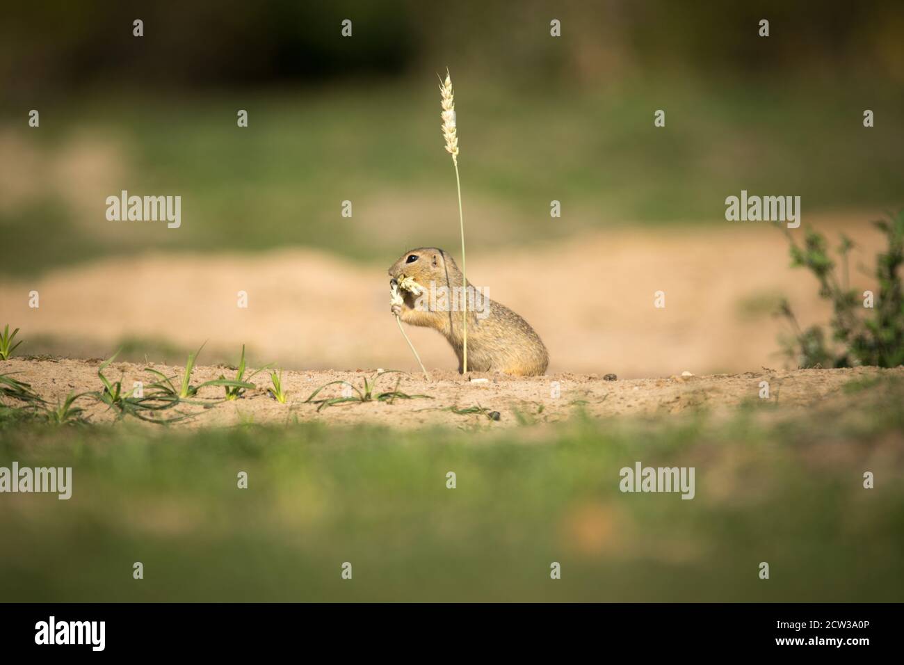 l'écureuil moulu mange des grains d'oreille de maïs, la meilleure photo Banque D'Images