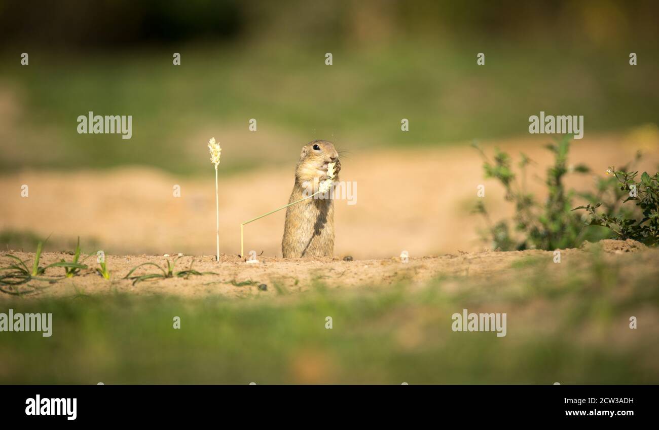 l'écureuil moulu mange des grains d'oreille de maïs, la meilleure photo Banque D'Images