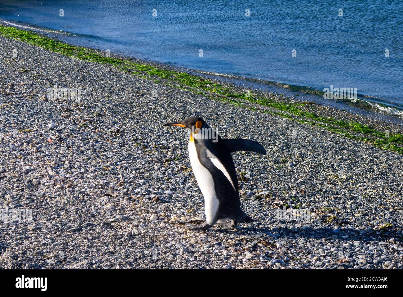Une promenade de manchot roi heureuse Banque D'Images
