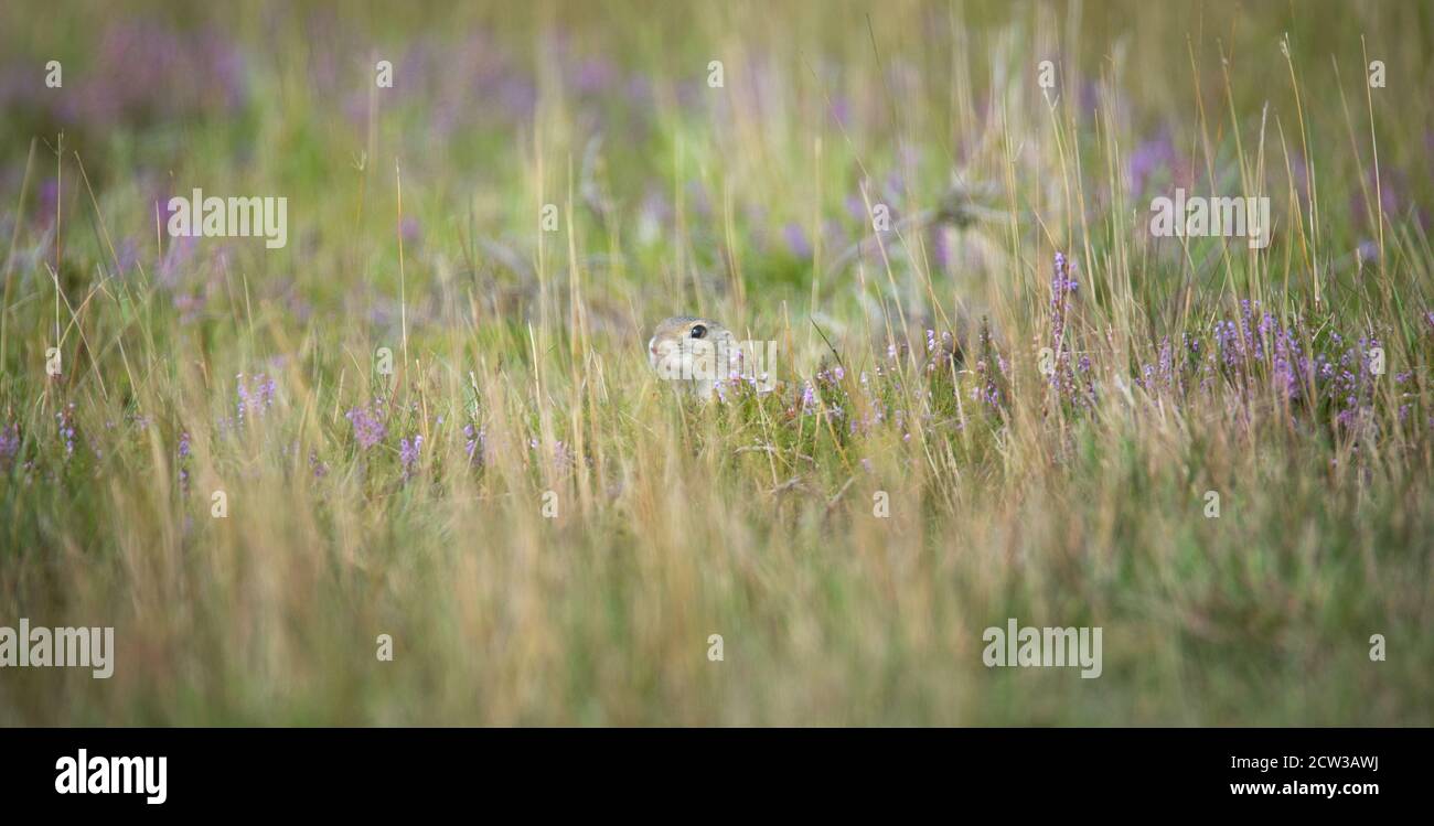 l'écureuil court et observe les environs dans le pré, la meilleure photo Banque D'Images