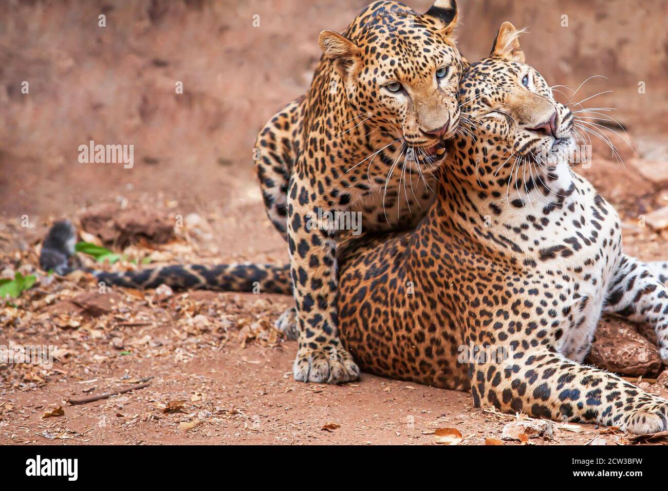 Couple Indochinese leopard toilettage comme jouant sur terre de terre, yeux bleus regardant l'appareil photo. Banque D'Images