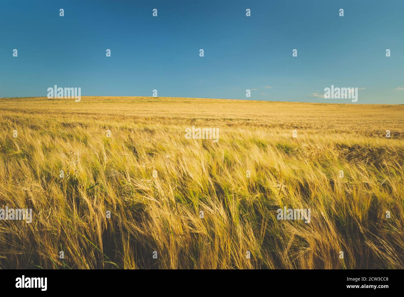 Oreilles d'orge, horizon et ciel bleu Banque D'Images