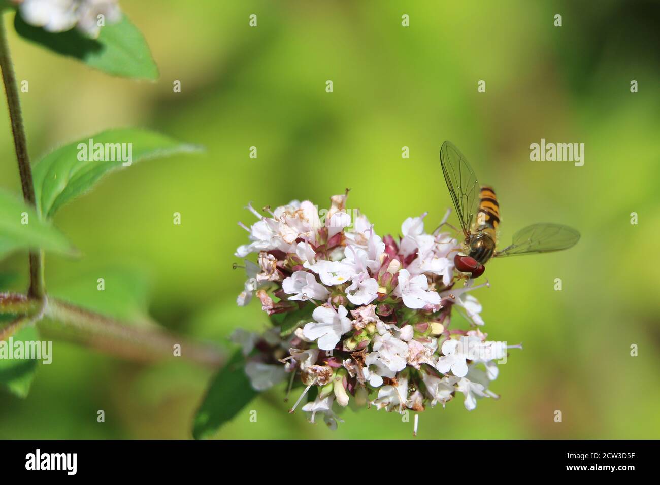 Marmalade, Episyrphus balteatus, à rayures orange et noires, sur des fleurs blanches, gros plan, sur un fond vert diffusé Banque D'Images