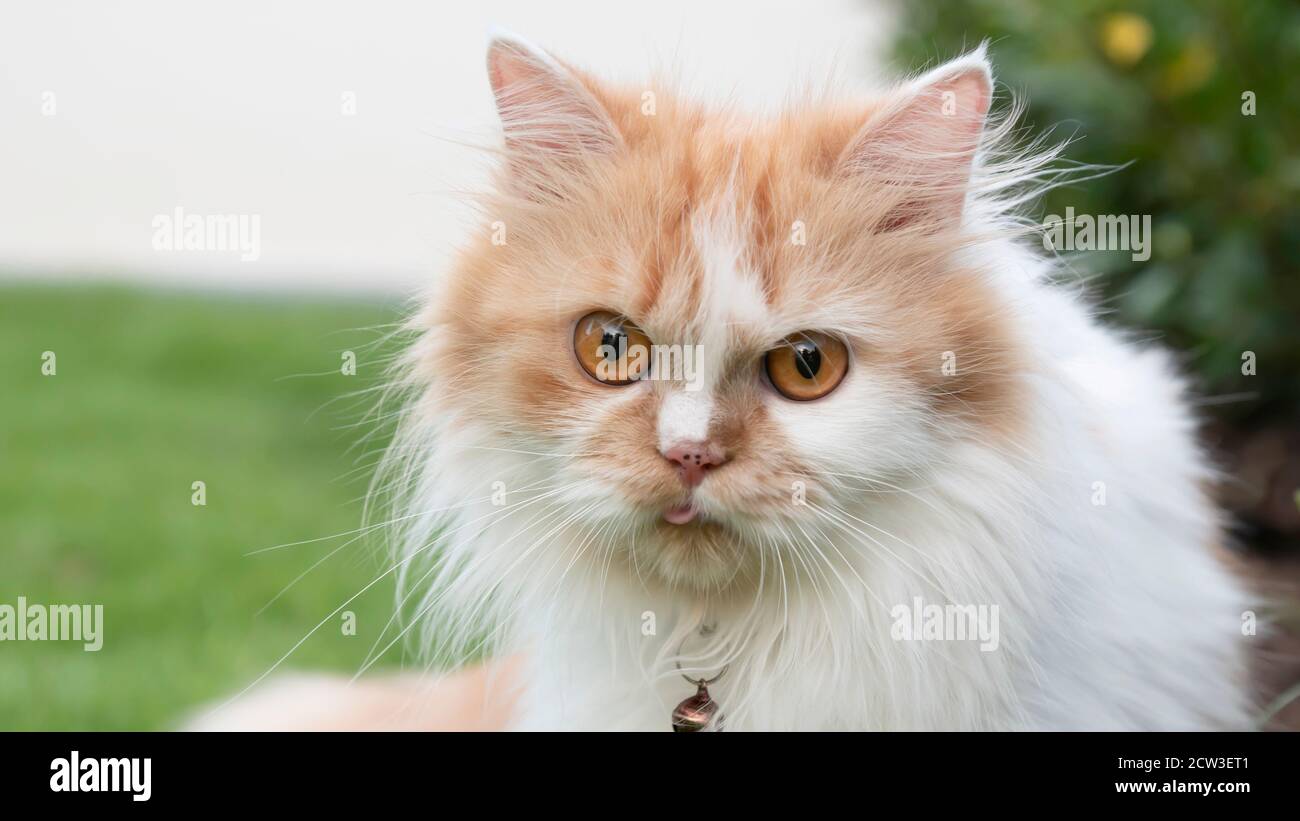 Race De Chat Sans Cheveux Banque D Image Et Photos Alamy