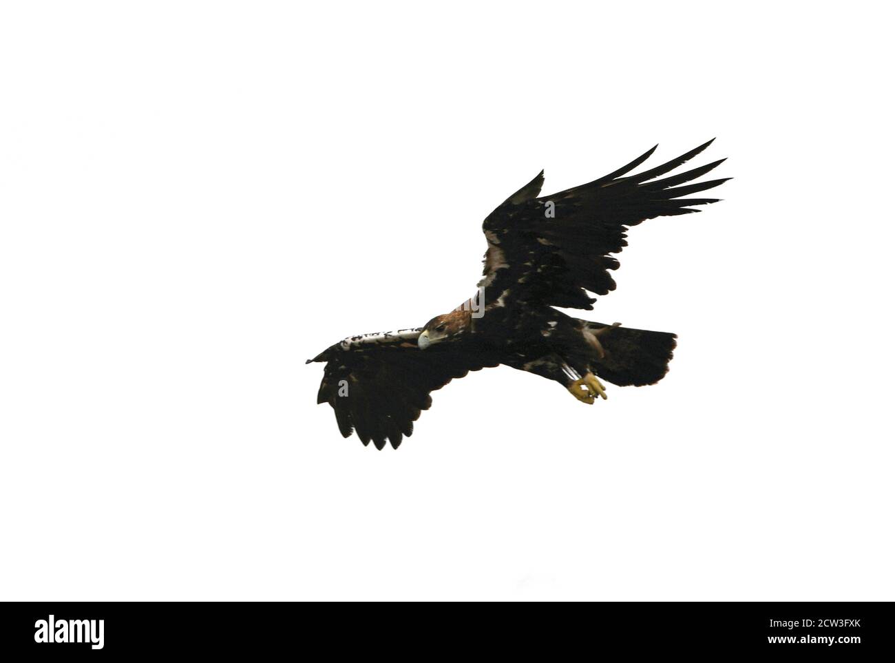 Aigle impérial espagnol adulte femelle volant dans une forêt méditerranéenne avec la première lumière du jour Banque D'Images
