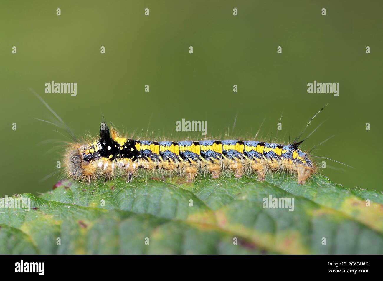 Le buveur Moth Euthrix potoria Caterpillar - stade précoce Banque D'Images