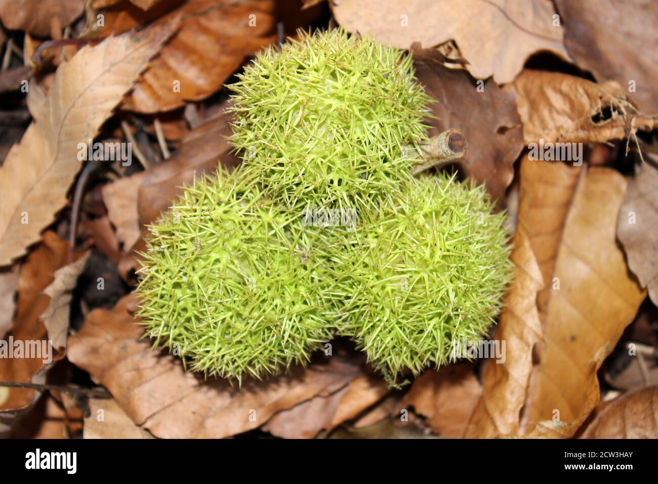 Castanea sativa, noix de Chestnut douce, boîte de graines piquantes Banque D'Images