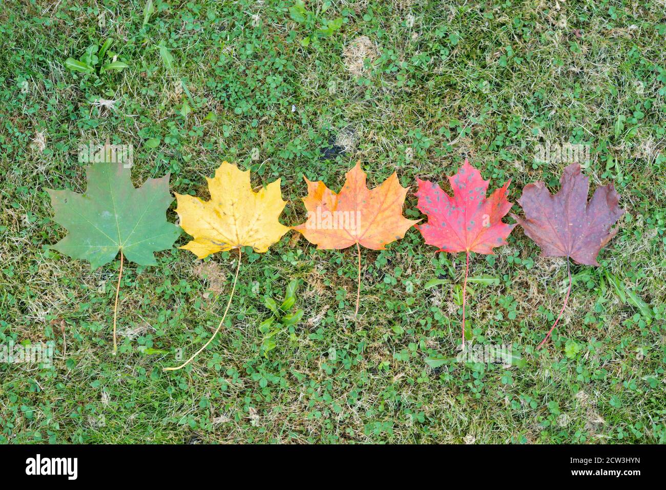 Feuilles de couleurs variées du vert au rouge foncé ou au brun, les couleurs de l'automne ou de l'automne, les saisons changeantes, Angleterre Royaume-Uni. Feuilles d'érable de Norvège Banque D'Images