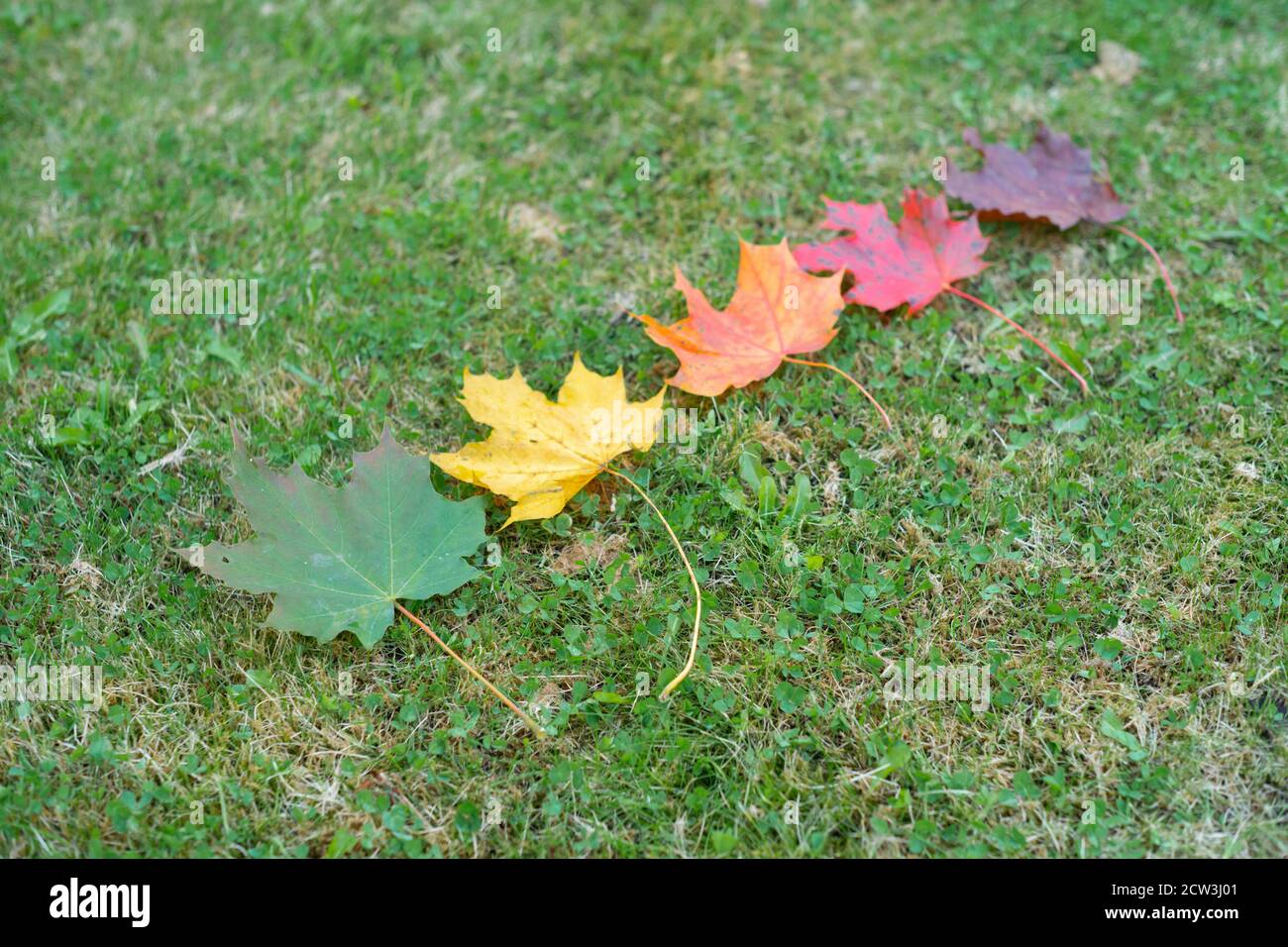 Feuilles de couleurs variées du vert au rouge foncé ou au brun, les couleurs de l'automne ou de l'automne, les saisons changeantes, Angleterre Royaume-Uni. Feuilles d'érable de Norvège Banque D'Images