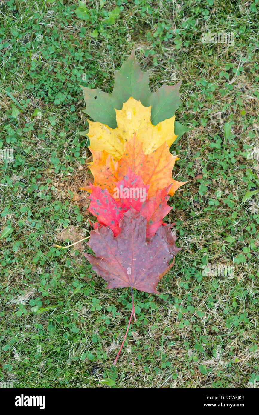 Feuilles de couleurs variées du vert au rouge foncé ou au brun, les couleurs de l'automne ou de l'automne, les saisons changeantes, Angleterre Royaume-Uni. Feuilles d'érable de Norvège Banque D'Images