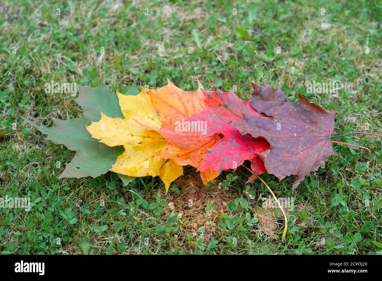 Feuilles de couleurs variées du vert au rouge foncé ou au brun, les couleurs de l'automne ou de l'automne, les saisons changeantes, Angleterre Royaume-Uni. Feuilles d'érable de Norvège Banque D'Images